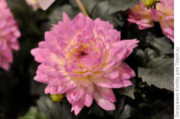 Сорт Salinas_DSC2605