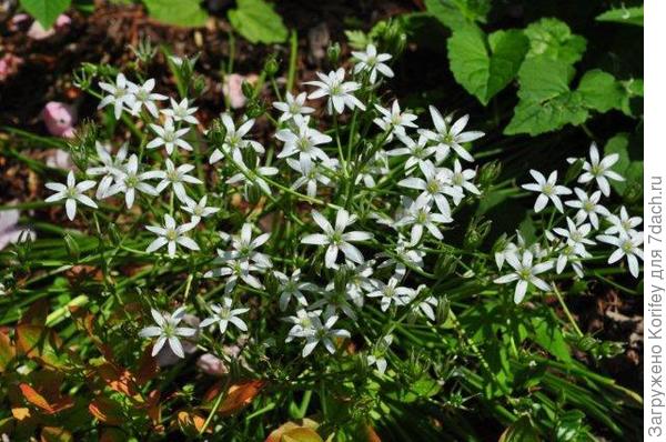 Птицемлечник  3