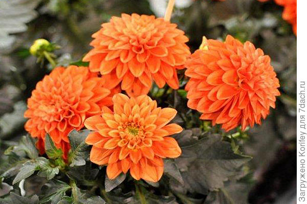 Сорт Emilio_DSC2627