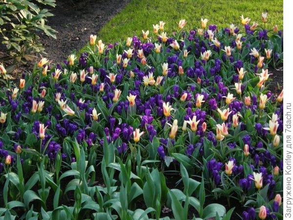 Тюльпаны и желтые крокусы