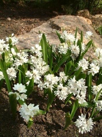 Пушкиния голубая 3