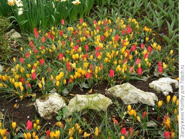 Тюльпаны и желтые крокусы