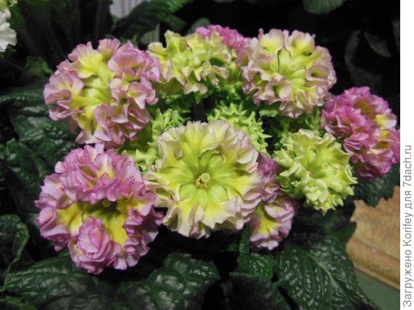 Вот такие махровые Вот такие махровые