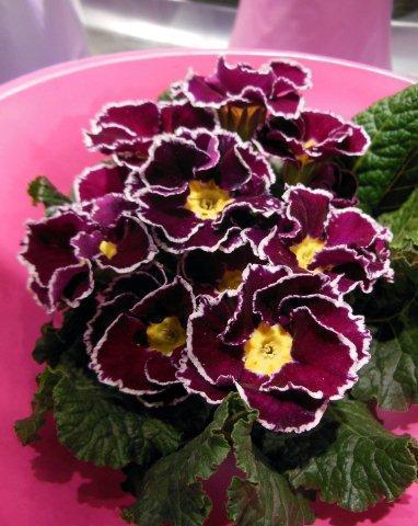 Вот такая двухцветная