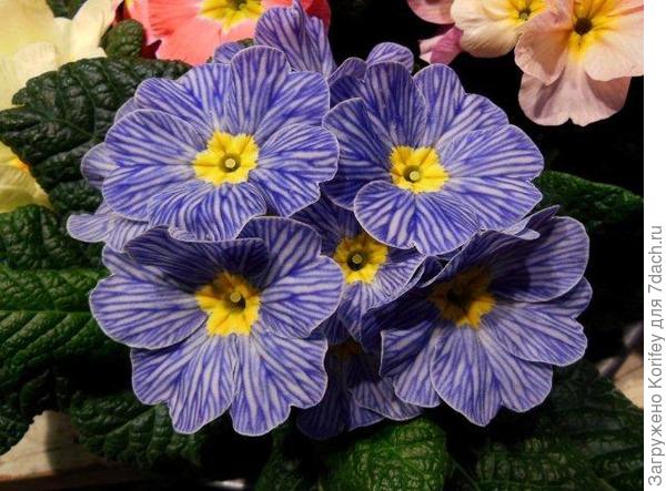 Пестрая примула