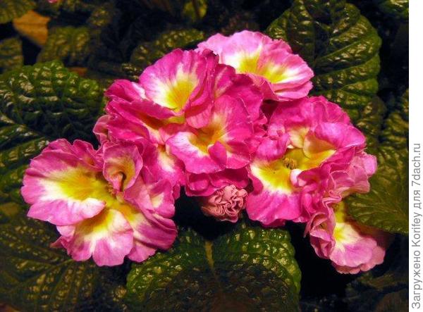 Вот такая двухцветная