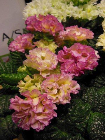 Вот такие махровые