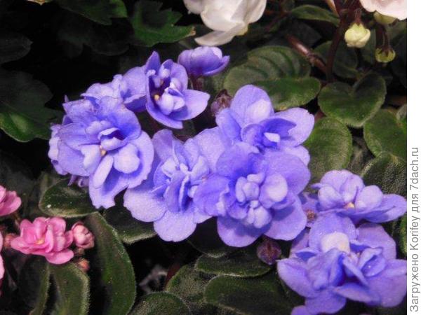 Миниатюрная махровая голубая