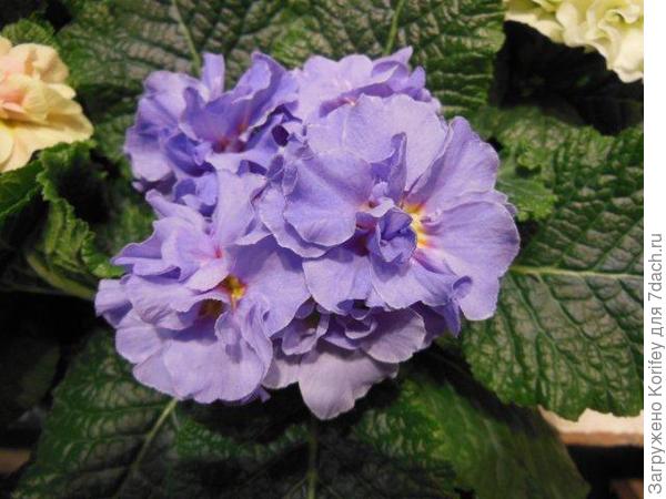 Махровая голубая