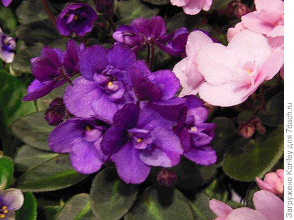 Миниатюрная махровая фиолетовая