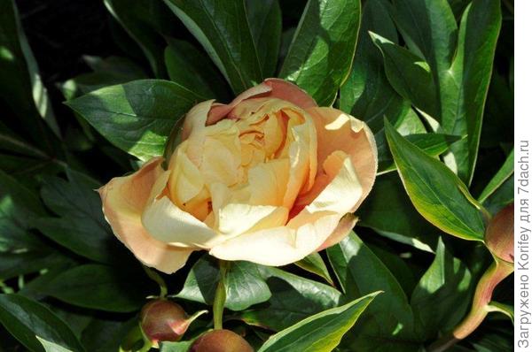 Prairy Charm_DSC3152 (3)