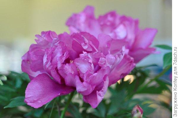 First Arrival__DSC3224 (3)