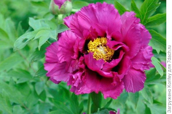 Пион древовидный пурпурный