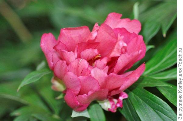 Julia Rose_DSC0748 (6)