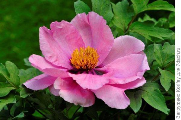 Пион древовидный розовый, не махровый