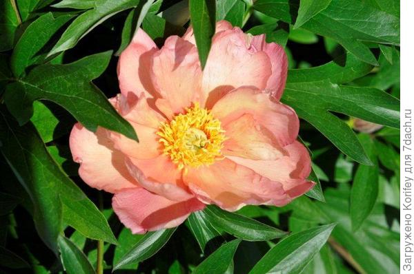 Singing in the Rain_DSC3074 (2)