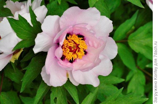 Пион древовидный светло-розовый