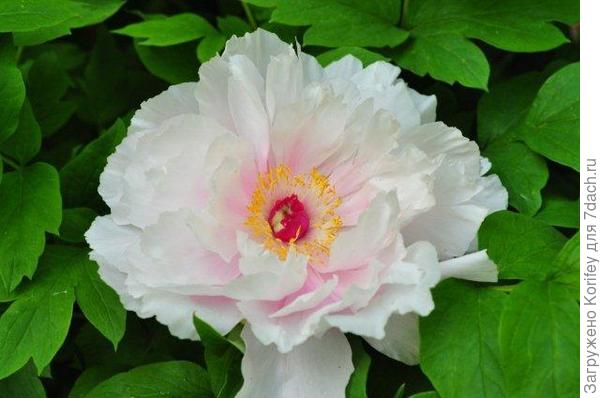 Махровый розовый в полуроспуске 55