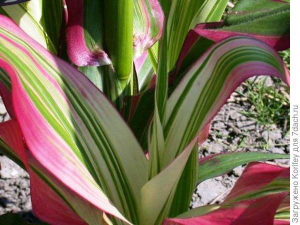 Кукуруза декоративная Stars &amp; Stripes rr