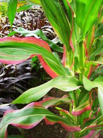 Кукуруза декоратитвная