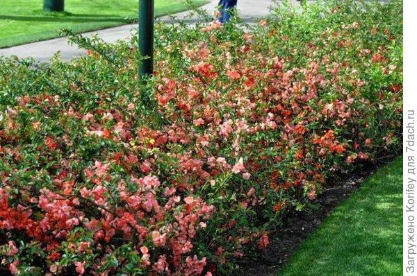 пример использования айвы японской в оформлении парков