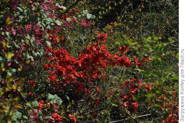 примеров использования айвы японской в оформлении парков 1