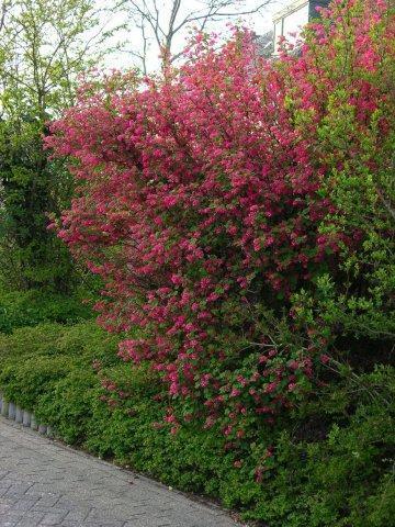 Форзиция в Европе не менее популярна 55