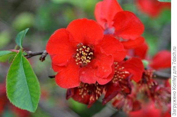 примеров использования айвы японской в оформлении парков 8