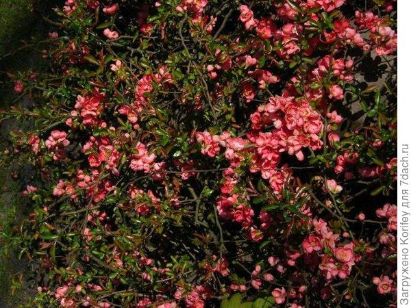 примеров использования айвы японской в оформлении парков 33