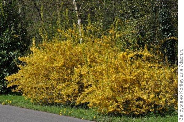 Форзиция в Европе не менее популярна 3