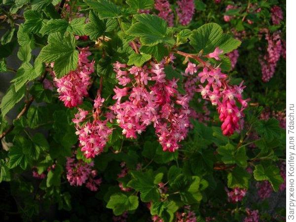 Форзиция в Европе не менее популярна 66