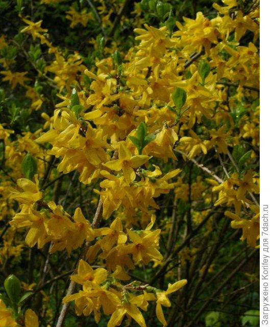 Форзиция в Европе не менее популярна