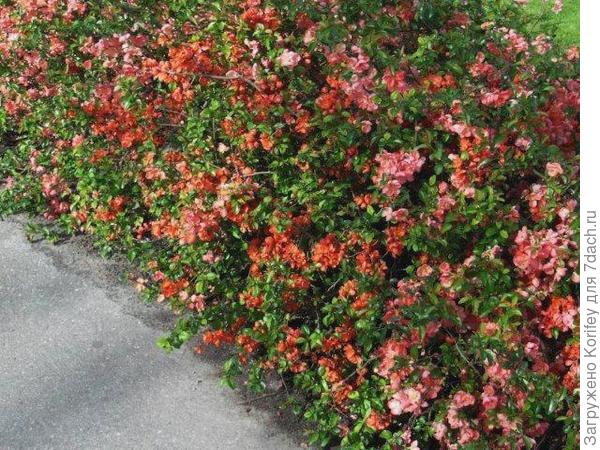 примеров использования айвы японской в оформлении парков 5