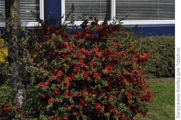 примеров использования айвы японской в оформлении парков 22