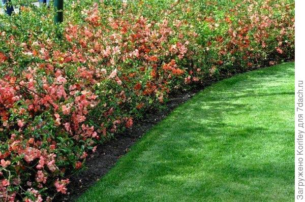 пример использования айвы японской в оформлении парков 4