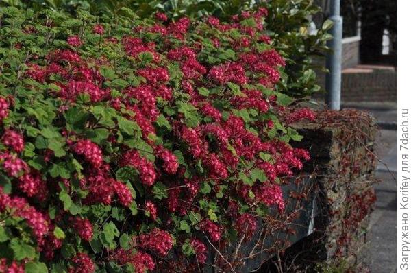 Форзиция в Европе не менее популярна 22