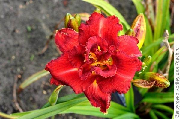 Лилейники Хеемскерк 18