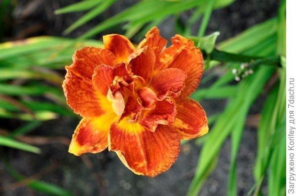 Лилейники Хеемскерк 17