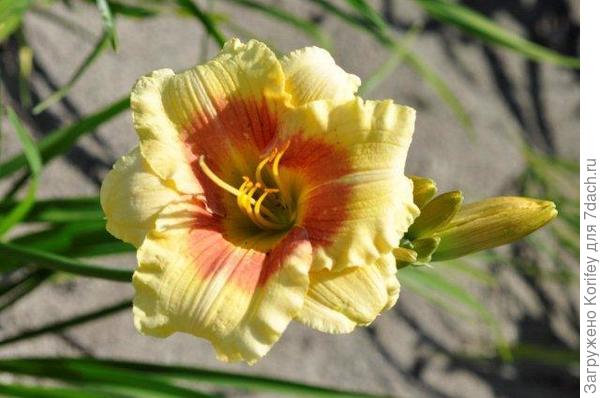 Лилейники Вармердам