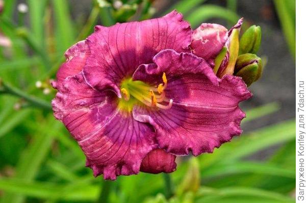 Лилейники Хеемскерк 6