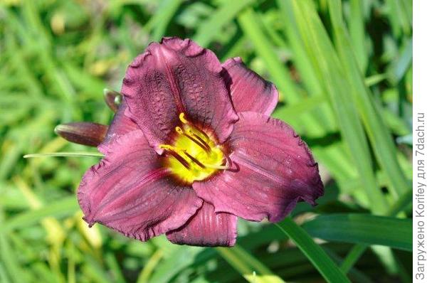 Idas Magic__DSC3478 (4)