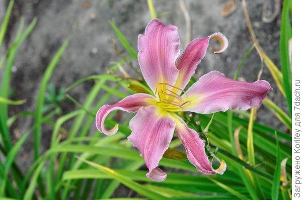 Naughty Red_DSC5657 (2) 2