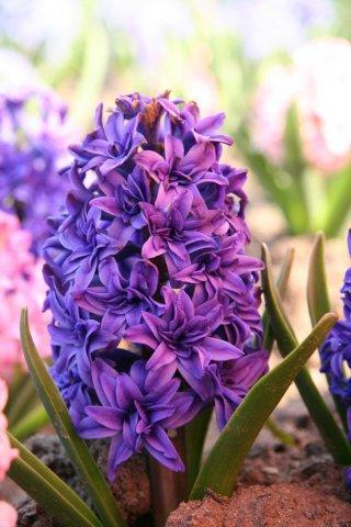 Фиолетовый махровый 4