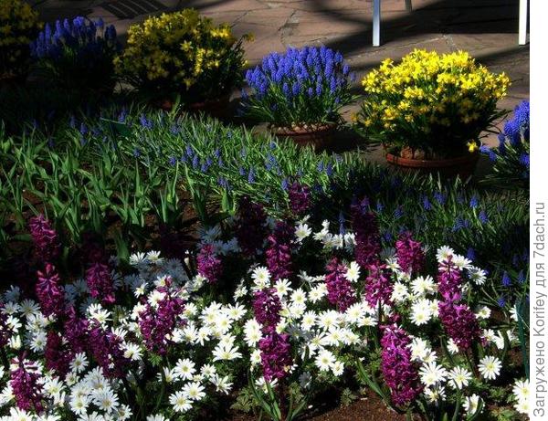 Сорт Woodstock_DSCN6136