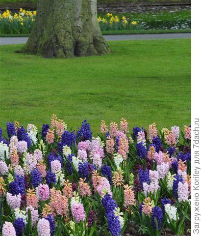 Сорта Blue Palace + Аnna Marie _DSC_0529