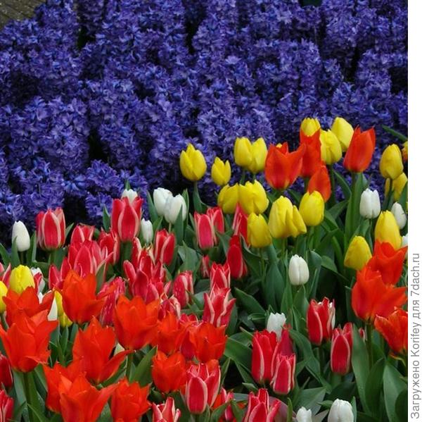 Сорт Peter Stuyvesant + Tulips_DSCN7346_2