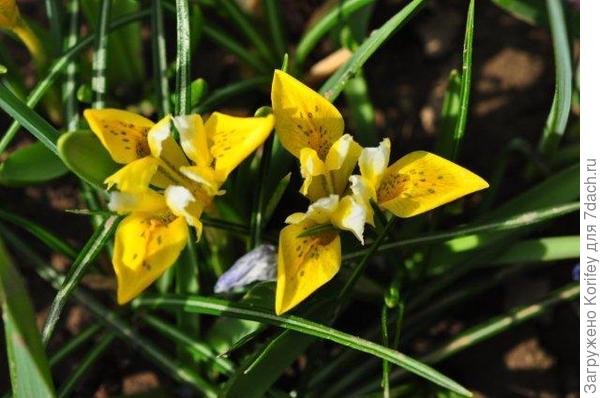 Iris Danfordiae_DSC_9761