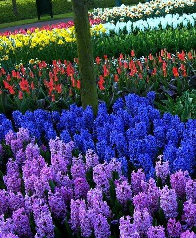 Сорта Anna Liza &amp;  Blue Star _DSCN7444_1