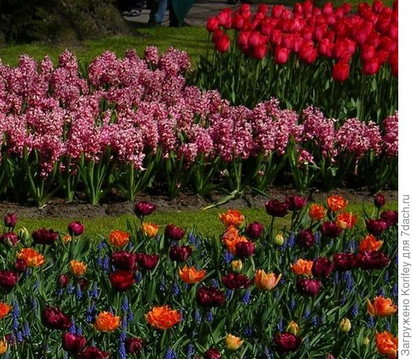 Сорт Vuurbaak_DSCN7392_1