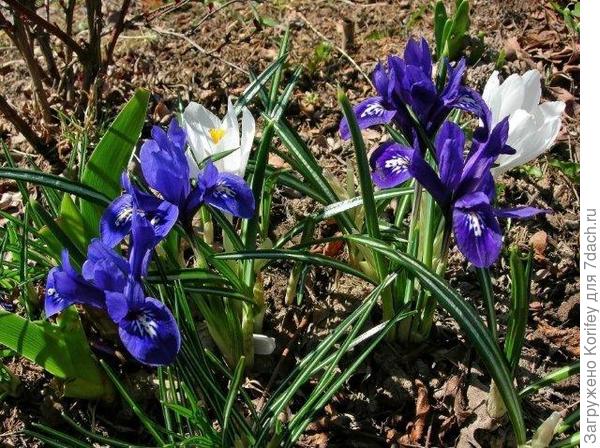 I.reticulata Pauline &amp; Harmony_DSCN3280